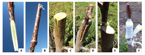 Photograph of bark grafting process. 